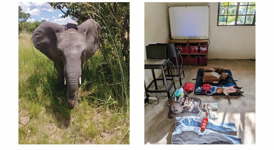 Karlene is currently in Zambia, training park rangers and keepers in CPR and controlling a major bleed in the field. She’s also using her nursing skills to assess elephants on site – this one is recovering from a Babesiosis infection.