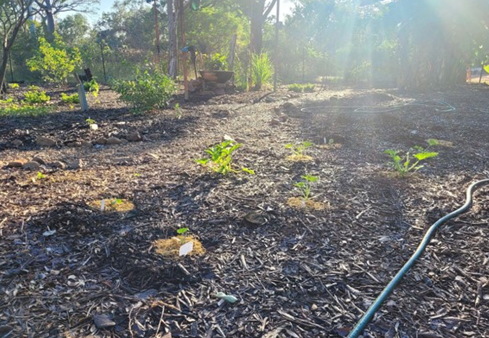 New seedlings planted in April are making up the large and hopefully productive vege patch.