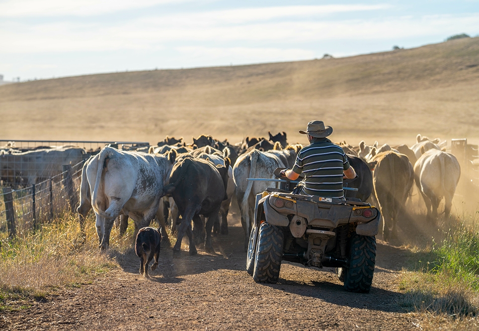 Taking the query out of Q Fever