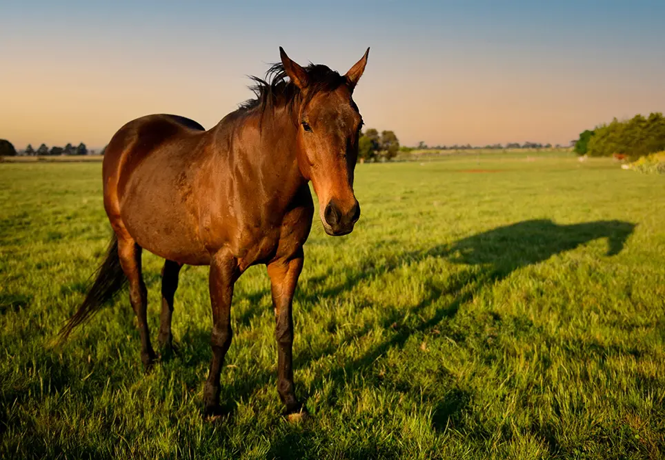 Remote area nursing: That time I saved a horse’s life
