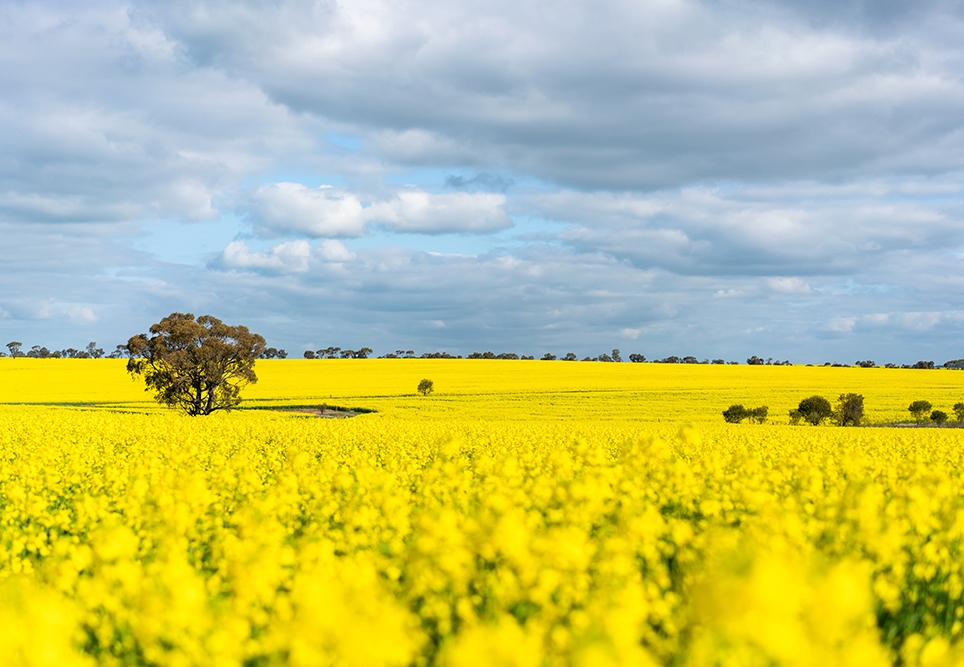 Sexual Health in Regional & Remote Populations with Nikki Brandon from SHINE SA