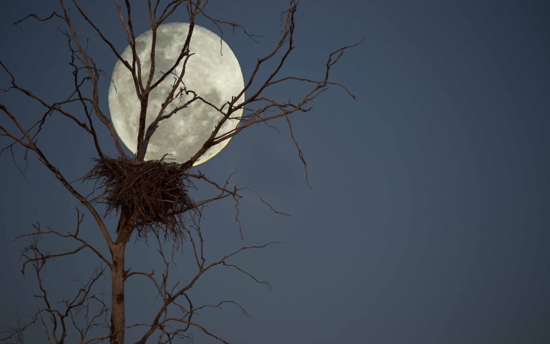 Mindfulness Photography Competition