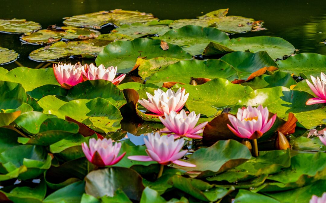 COVID-19 Safety on CRANAplus Courses