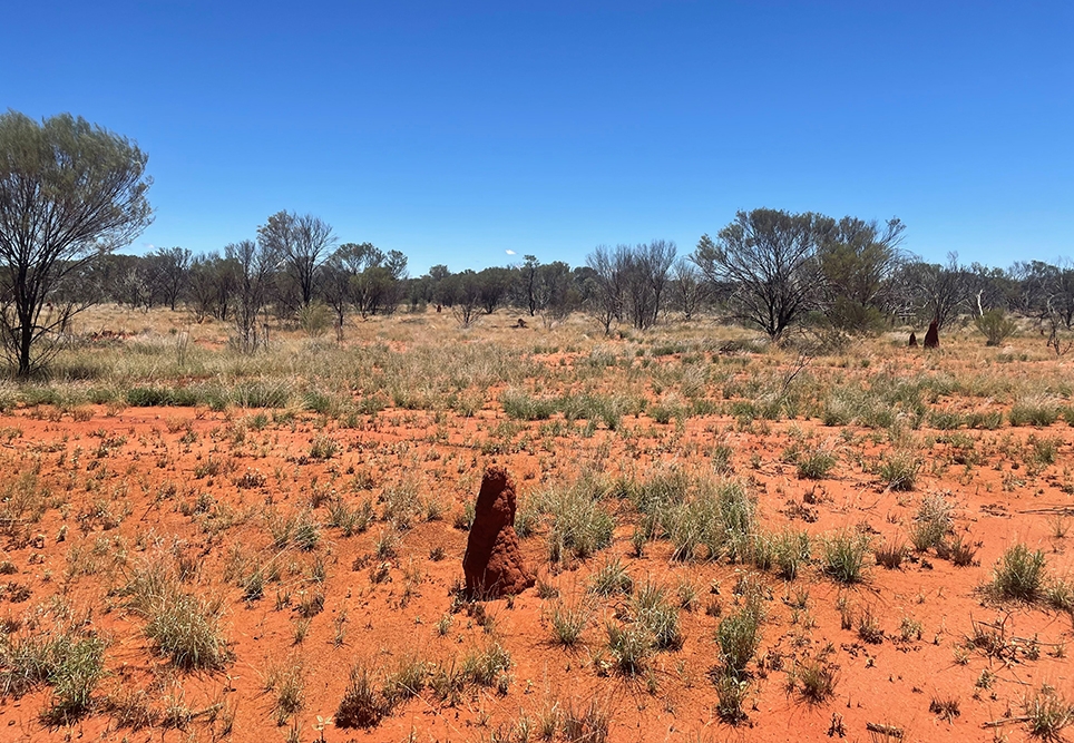 Student story: Tess’s outback adventure