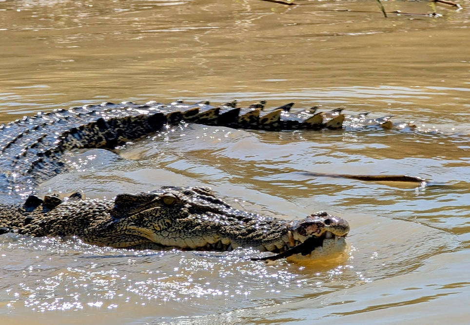 Croc in Kakadu.
