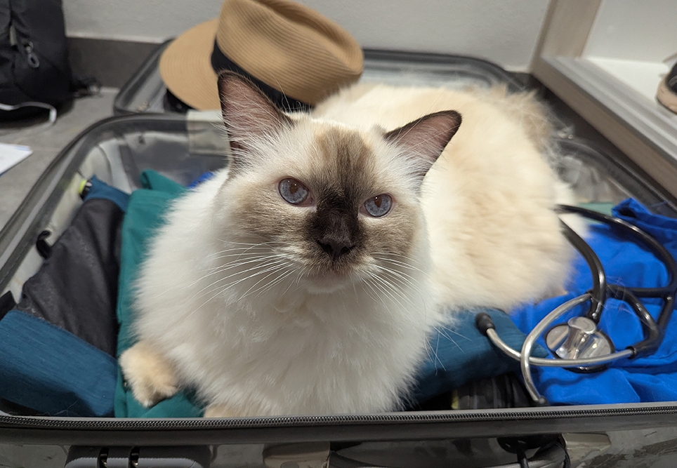 Courage, the ragdoll, insisted – just as he always does – that he should be heading out remote with Kirsten!