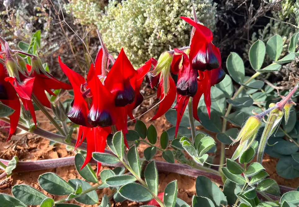 Famous Sturt Desert Pea.