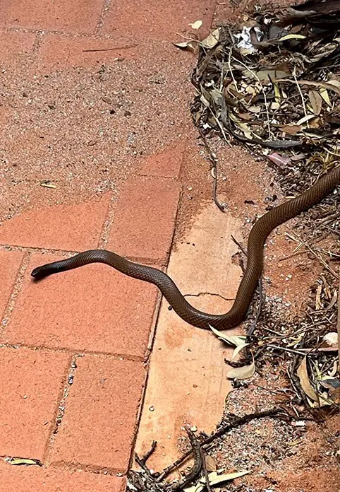 Wildlife around clinic.