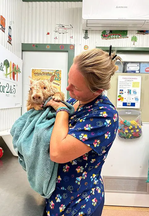 Clinic isn’t just for people. Bath time for baby white wombat.