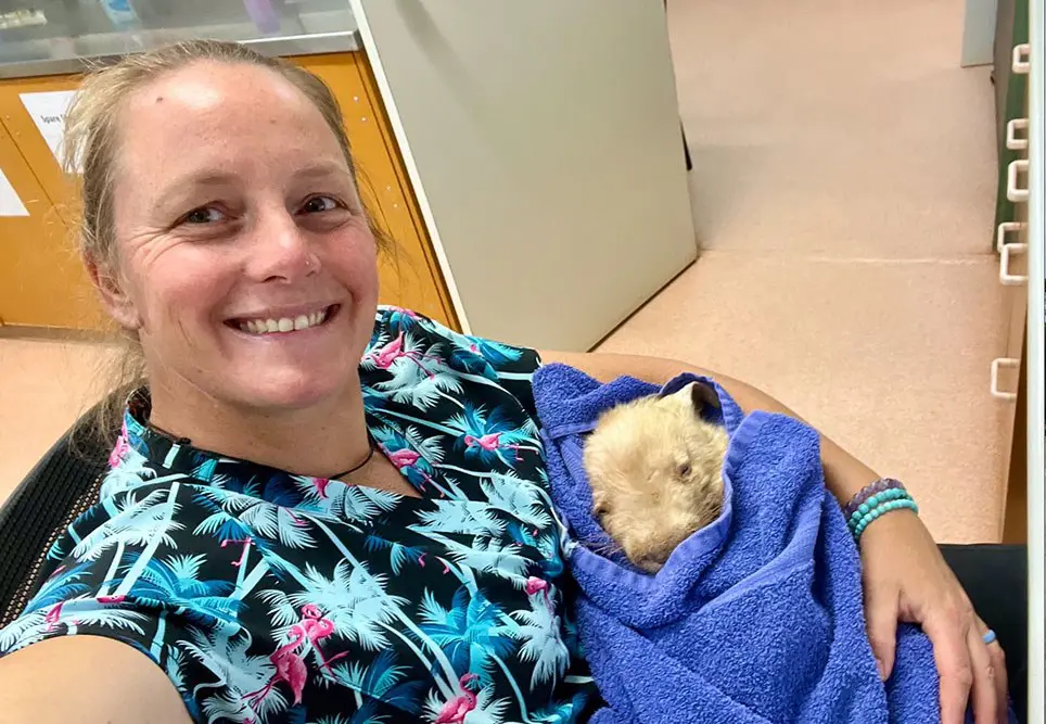 Baby wombat babysitter